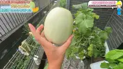 バケツ1つで土不要！100均材料で作るメロンの水耕栽培術が革命的