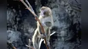 人工哺育で育ったニホンザル「パンチ」が1歳に　外国人合唱で祝福