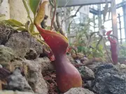 大阪・咲くやこの花館で「虫を食べる植物展」7月18日開幕、100種集結