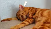 猫の耳、文学からグルメまで 梶井基次郎の描写から猫耳麺へ