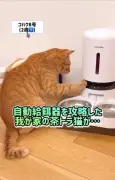 自動給餌器を攻略した猫がAI動画と話題に、妹猫のために餌を出す姿が感動呼ぶ
