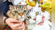 猫駅長も働き方改革、3歳マンチカン2匹が「駅員見習い」デビュー さくら名誉駅長をサポート