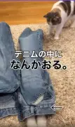 デニムに潜む姉猫と調査する妹猫の可愛すぎる攻防戦が話題
