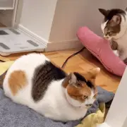 お風呂に猫が大集合、クッション持参で「尊すぎる」と話題に