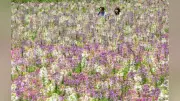 兵庫県淡路市のあわじ花さじきでクレオメが見頃 淡いパステル調の花10万本が来月中旬まで楽しめる チョウが舞うような花びらが人気