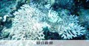 サンゴ白化の主因は気候変動、研究 エルニーニョ説を覆す