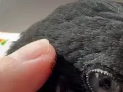 カラスの耳の穴が初公開！羽毛に隠れたピンク色の大きな穴に驚きの声