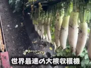 大根収穫機がSNSで話題！1時間で7トン収穫する特注マシンの衝撃