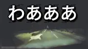 エゾシカ衝突事故が過去最多、道警が注意喚起動画を公開
