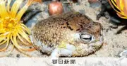 砂漠のカエル「サバクフクラガエル」、絶滅危惧種に指定　ペット需要や気候変動が脅威に
