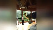 雲仙温泉に恐竜出現、青雲荘で大規模フィギュア展と島原鉄道の特別列車