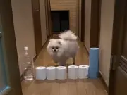 ジャンプできない犬、まさかの後ろ歩きで障害物をクリア　SNSで反響