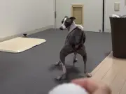 愛犬ロイスちゃんのボール遊び特訓が可愛すぎる！見切り発車連発の動画が13万回再生