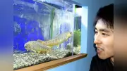 千歳水族館、空港開港100年記念企画展「翼に乗って大集魚！」全国11空港の水族館から16種の魚が集結、ANAやJALも協力