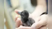 フェアリーペンギンひな7羽、豪州からの卵で国内初の長距離輸送成功