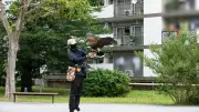 鷹で団地の害鳥対策！鳩やカラス撃退、糞害激減…鷹匠の放鷹に密着