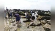 フェリス女学院中3、三浦半島で2日間の理科研修 海の生物や地層を観察