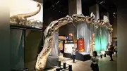 日本初公開の巨大竜脚類「シンジャンティタン」骨格標本、福井で特別展開幕