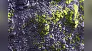 西之島で噴火後初の植生確認、生態系形成過程の解明に期待