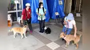 大雨「レベル４」想定で避難訓練　取手市、ペット同行も受け入れ