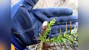 ノウサギ被害対策、林野庁が研究アーカイブ公開　小型箱ワナや防護ネットの知見集約