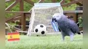 那須どうぶつ王国の占いインコ・オリビア、W杯決勝でアルゼンチン優勝を予想