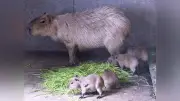 カピバラの赤ちゃん4匹誕生、茨城・日立市のかみね動物園で9年ぶり
