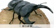 カブトムシやクワガタを野外に放さないで　遺伝子解析でリスク浮き彫りに　環境省も注意を呼びかけ　兵庫県立大の研究で裏付け