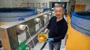 下呂温泉でうなぎ養殖、温泉水で安定育成、安く提供へ