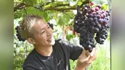 通常の5倍、顔より大きい巨大ピオーネ収穫 サンフレッチェ広島に寄贈