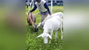 埼玉・狭山のメーカー「ヤギ除草隊」導入、雑草退治と社員癒やしの一石二鳥