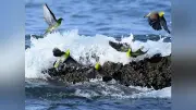 アオバトが海水をゴクゴク、神奈川・大磯の海岸でナトリウム補給