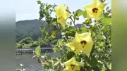 三重・紀北町の片上池でハマボウが見頃、淡い黄色の花が風に揺れる