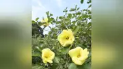 長崎・対馬の「あそうベイパーク」でハマボウが満開、黄色い花びらが青空に映える