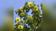 下田市のハマボウ、見頃間もなく 大賀茂川河口で淡い黄色の花