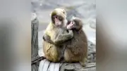 人工哺育のパンチ1歳に、ぬいぐるみ離れ成長 千葉・市川市動植物園