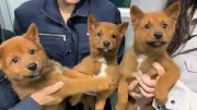 死産した子犬を食べる母犬の本能…美濃柴犬研究班の高校生が直面した命のリアル