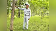 常陸大宮市の漆器作り、植栽から一貫生産 品種改良で増産目指す
