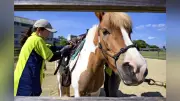 発達障害児の成長促すホースセラピー 持続可能な人馬関係を探る