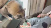 ハスキー犬いちみちゃん、弟赤ちゃんに母性全開で再会