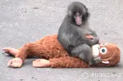 パンチくんの市川市動植物園、猛暑からバックヤード守るファンの贈り物に感謝