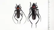 クビアカツヤカミキリ、岡山後楽園で初確認　サクラ５本に被害