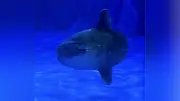 「いおワールド」マンボウ死ぬ　定置網から保護、バブルリングで人気