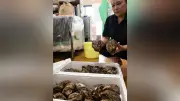 岩船の天然岩ガキ旬 雪解け水育ち直売所にぎわう