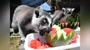 日本モンキーセンター、厳しい暑さに冷たい果物で動物をクーリング