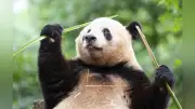 日本「パンダゼロ」半年、中国ツアーに注目―シャンシャン再会求め