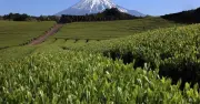日本酒「地理的表示」登録でブランド保護強化、原料表示制度には依然課題