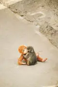 オランウータンぬいぐるみで話題の子ザル・パンチくん、半年の成長を『Casa BRUTUS』で23カット特集