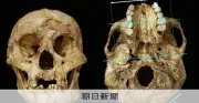ジャワ原人もフローレス原人も頭骨のゆがみから現代人と同じ「生理的早産」だった、日インドネシア研究