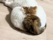猫のお尻に子猫が？三毛猫の模様が生んだ幻想的な光景が話題に